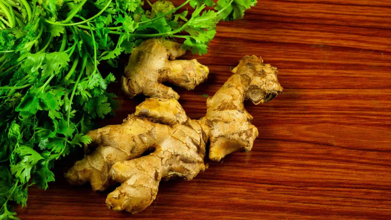 Raw Ginger pieces with coriander on the table