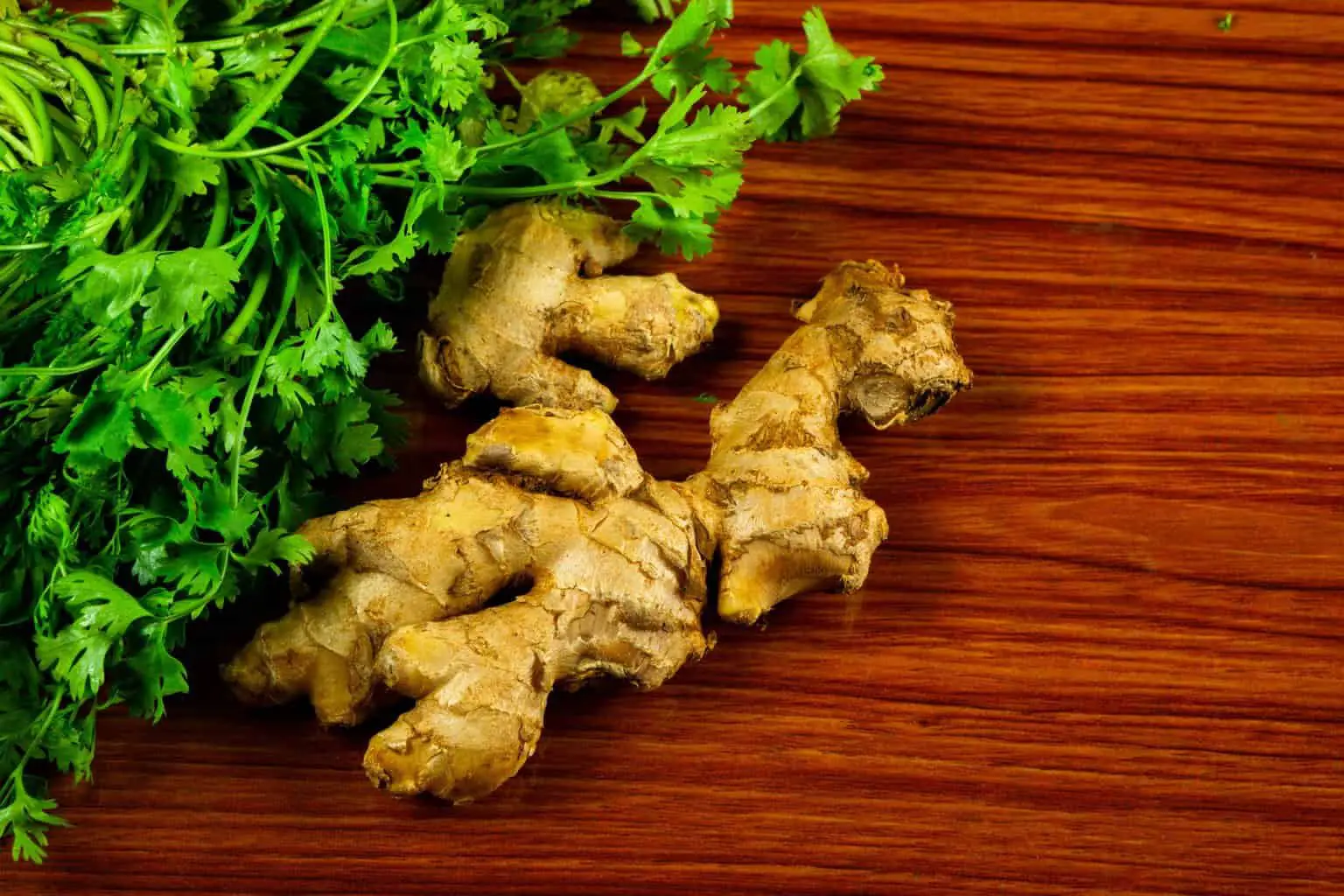 Raw Ginger pieces with coriander on the table
